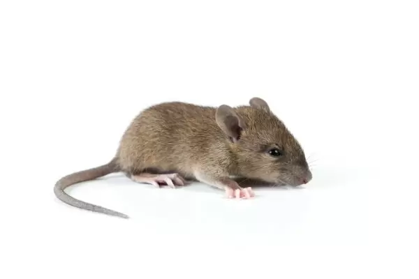Мыши: разновидности, фото и названия